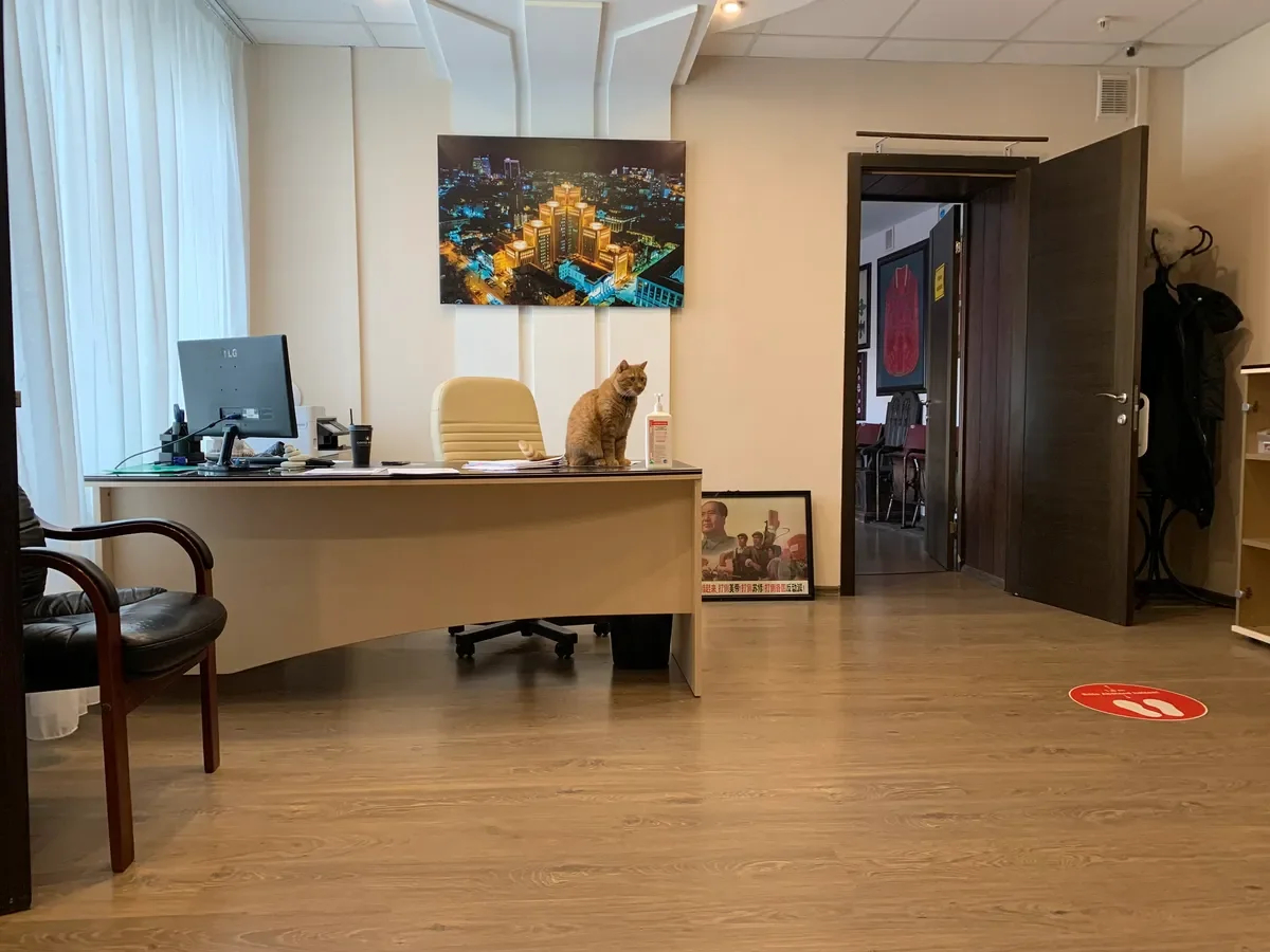 Biden the cat feels right at home in the Dnipro city council. Photo: Olga Musafirova, exclusively for Novaya Gazeta Europe